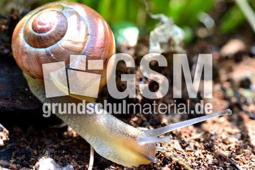 Bänderschnecke (5).jpg